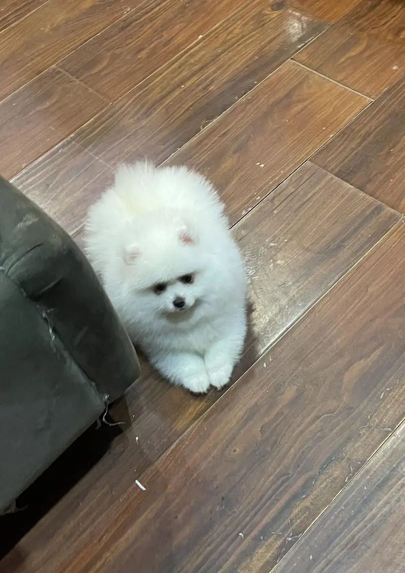 pure miniature Pomeranian pup available — photo 2