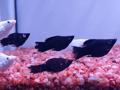 Healthy & Active Molly