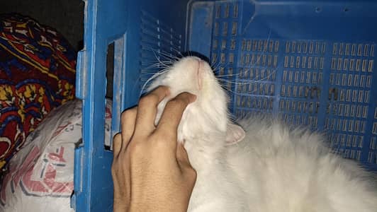 Turkish angora