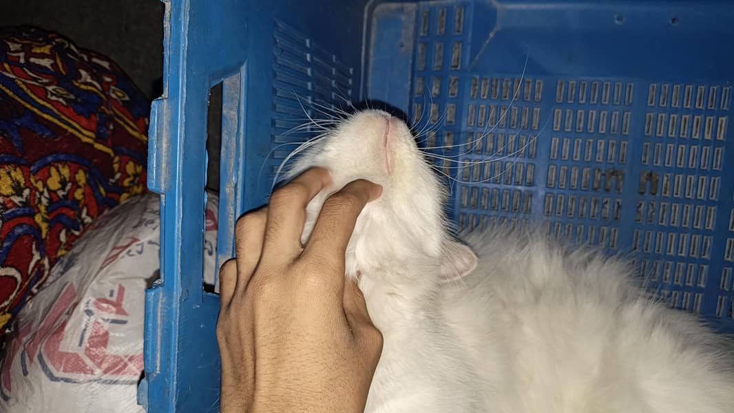 Turkish angora 0