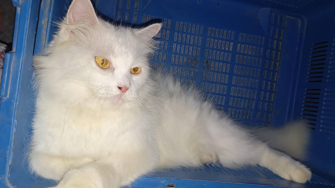 Turkish angora 1