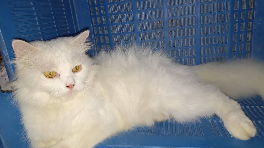 Turkish angora 2