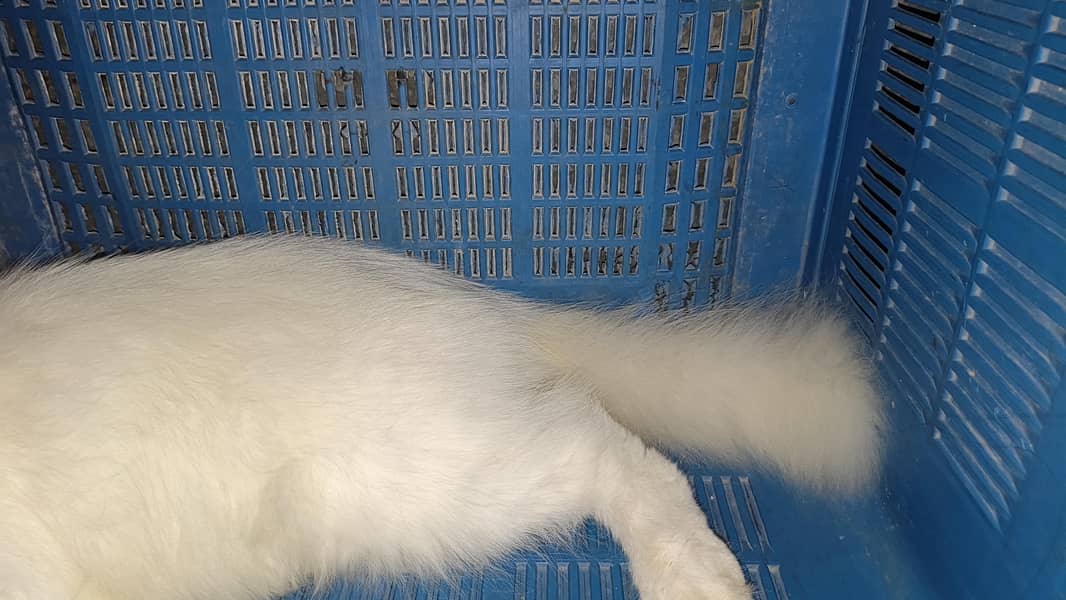 Turkish angora 3