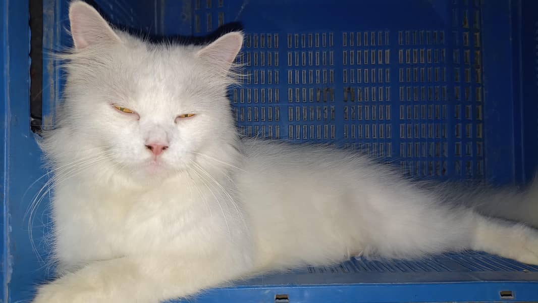 Turkish angora 4