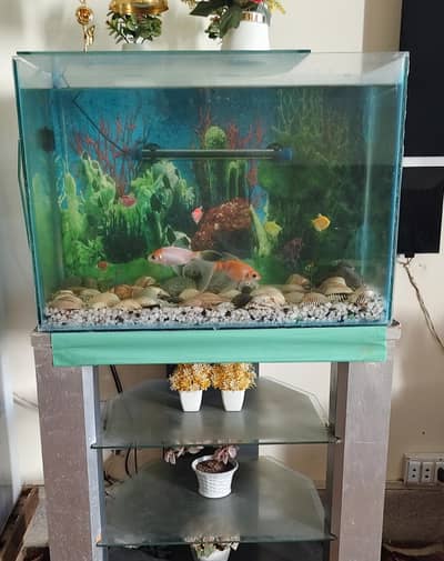 Acqurium + Fishes