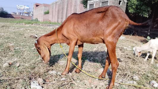Nagri kross