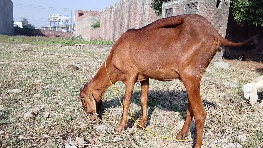 Nagri kross — photo 2