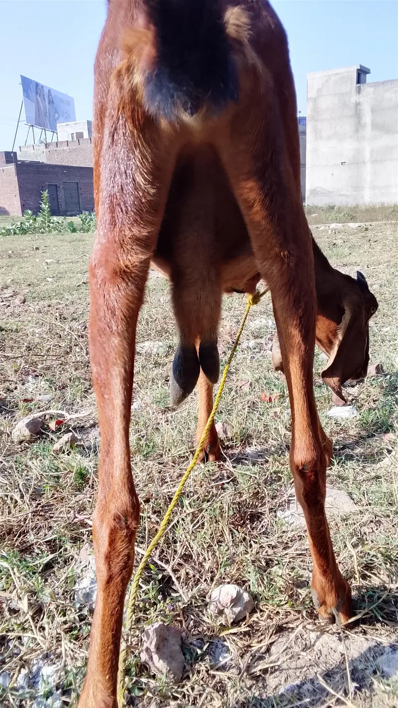 Nagri kross — photo 3
