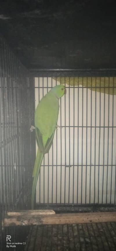 parrot male for sale 03127093372