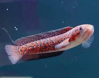 channa red spot asiatica and Platinum sanegal Bichir