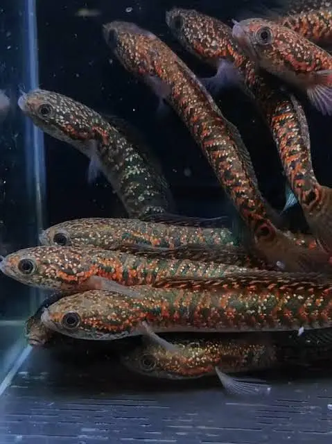 channa red spot asiatica and Platinum sanegal Bichir — photo 2