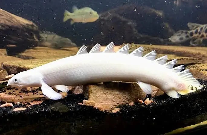 channa red spot asiatica and Platinum sanegal Bichir — photo 3
