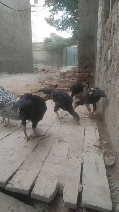 PURE MIANWALI ASEEL PATTHY PATHIYA HIGH QUALITY