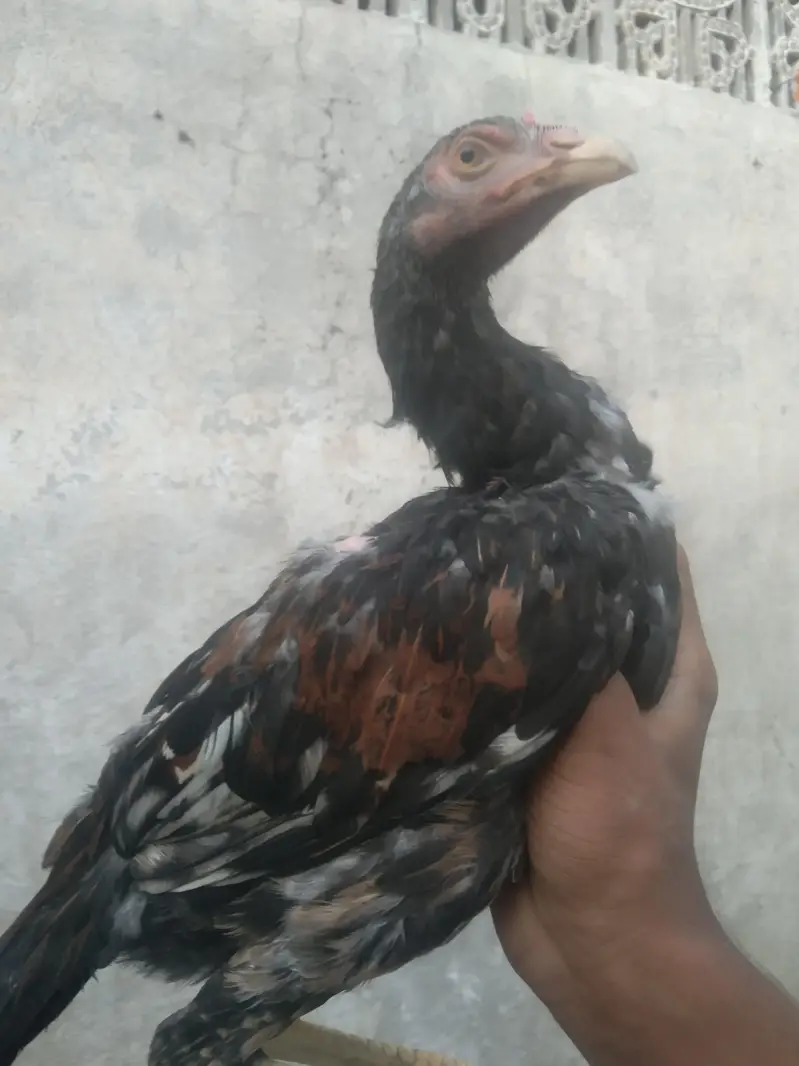 PURE MIANWALI ASEEL PATTHY PATHIYA HIGH QUALITY — photo 2