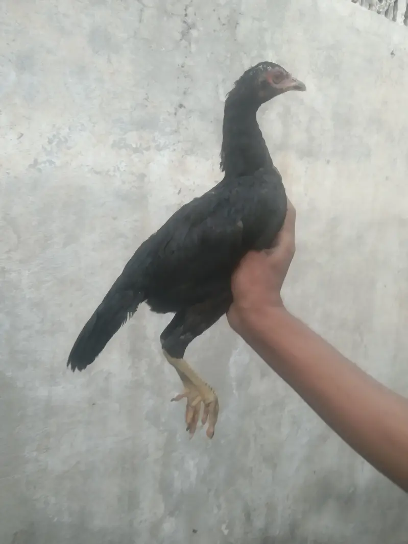 PURE MIANWALI ASEEL PATTHY PATHIYA HIGH QUALITY — photo 3