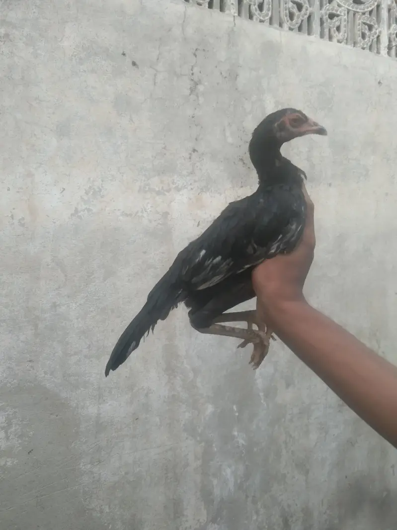 PURE MIANWALI ASEEL PATTHY PATHIYA HIGH QUALITY — photo 4