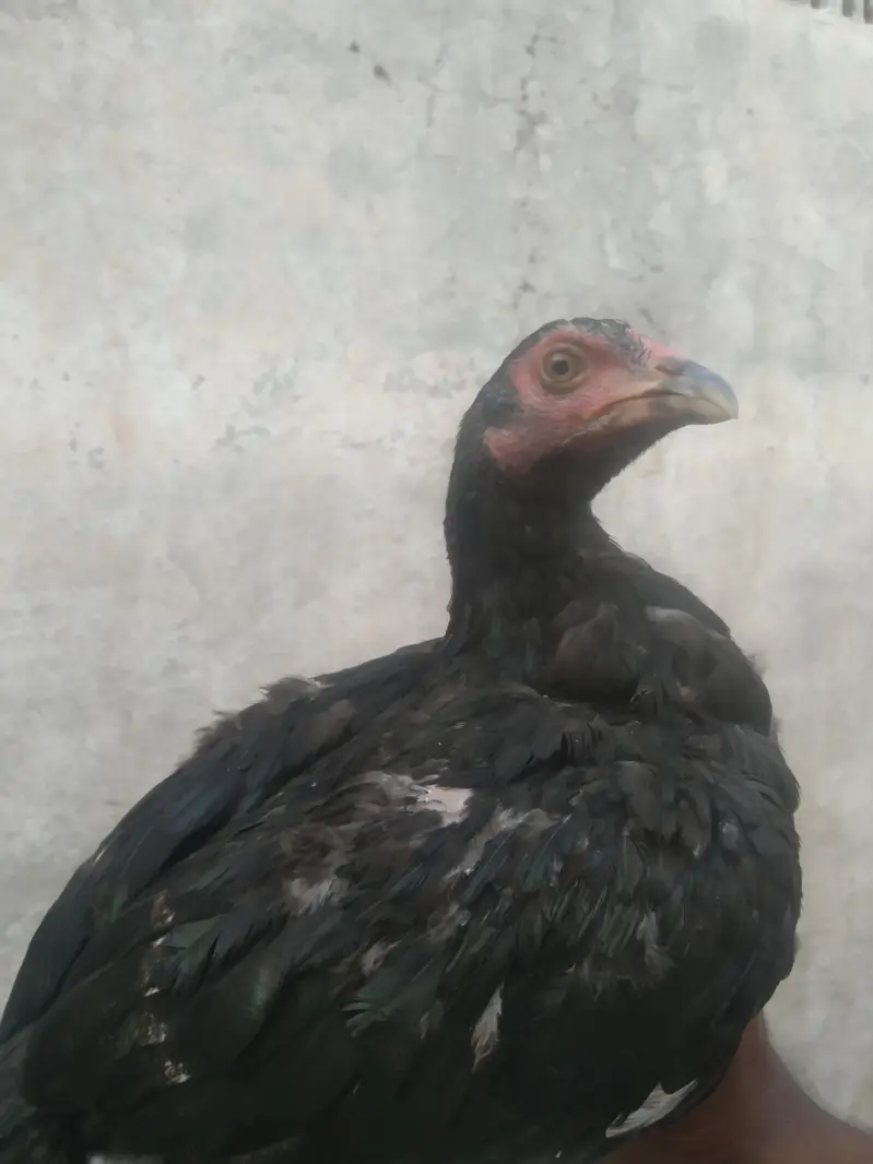 PURE MIANWALI ASEEL PATTHY PATHIYA HIGH QUALITY — photo 5