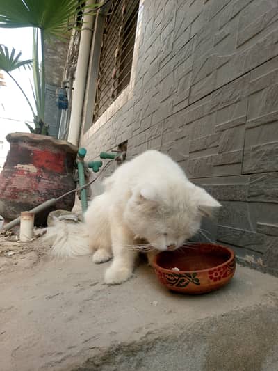 Beautiful White Fluffy Cat for Sale | Cute & Adorable Pet