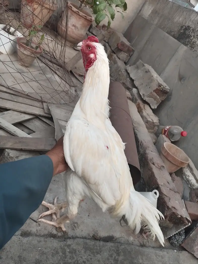 Quality Aseel Patha and white Muragh read add — photo 3