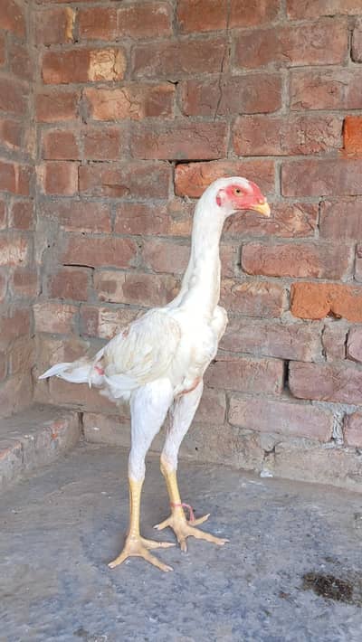 White O Shamo  03084375059