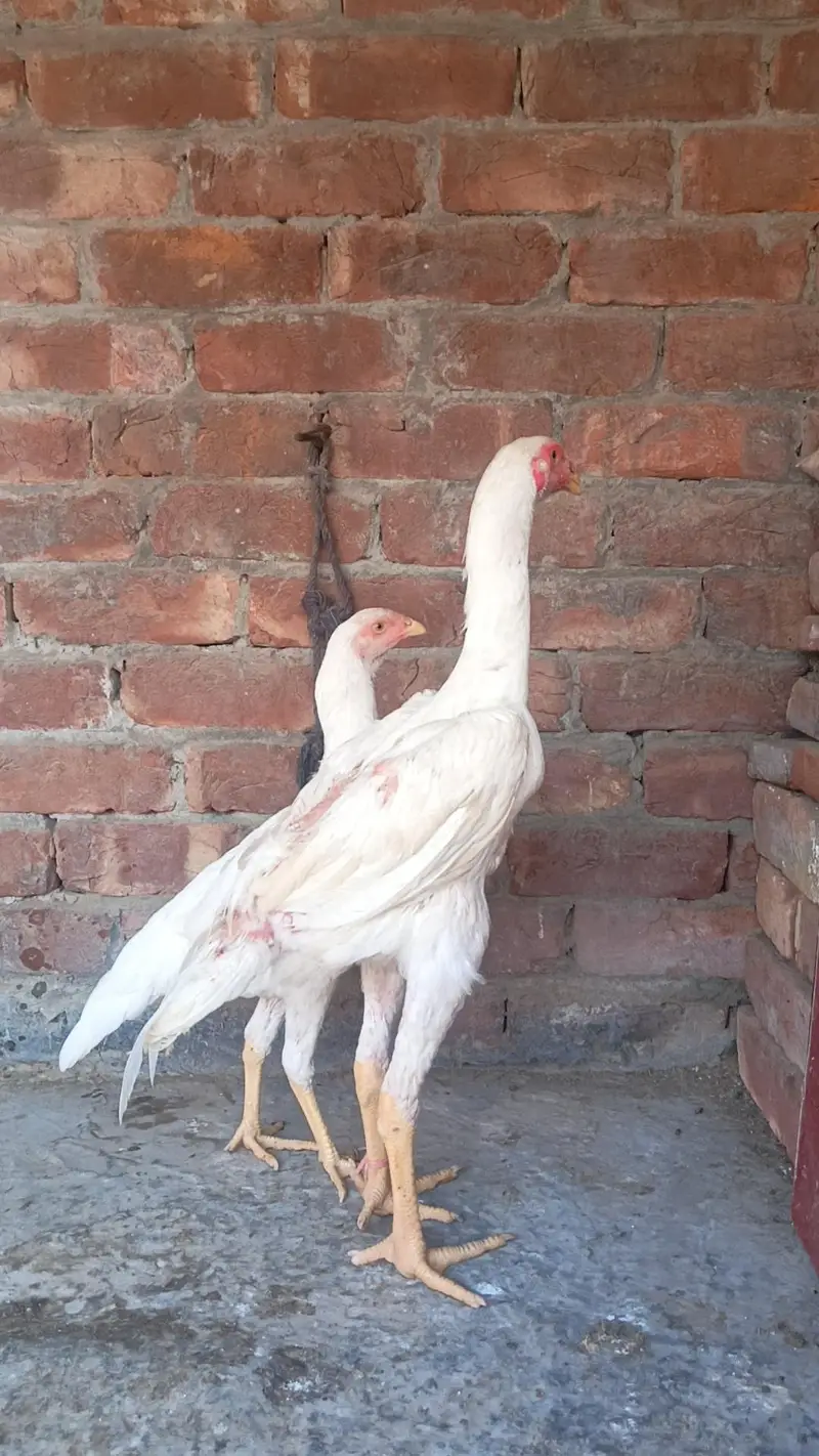 White O Shamo  03084375059 — photo 3
