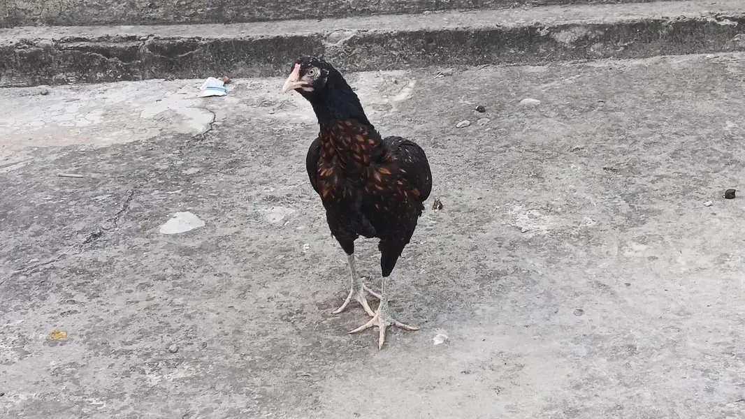Pakistani — photo 2