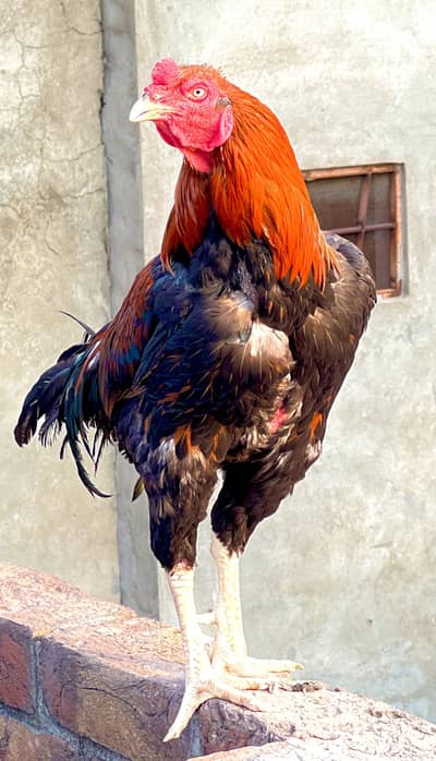 Aseel cock