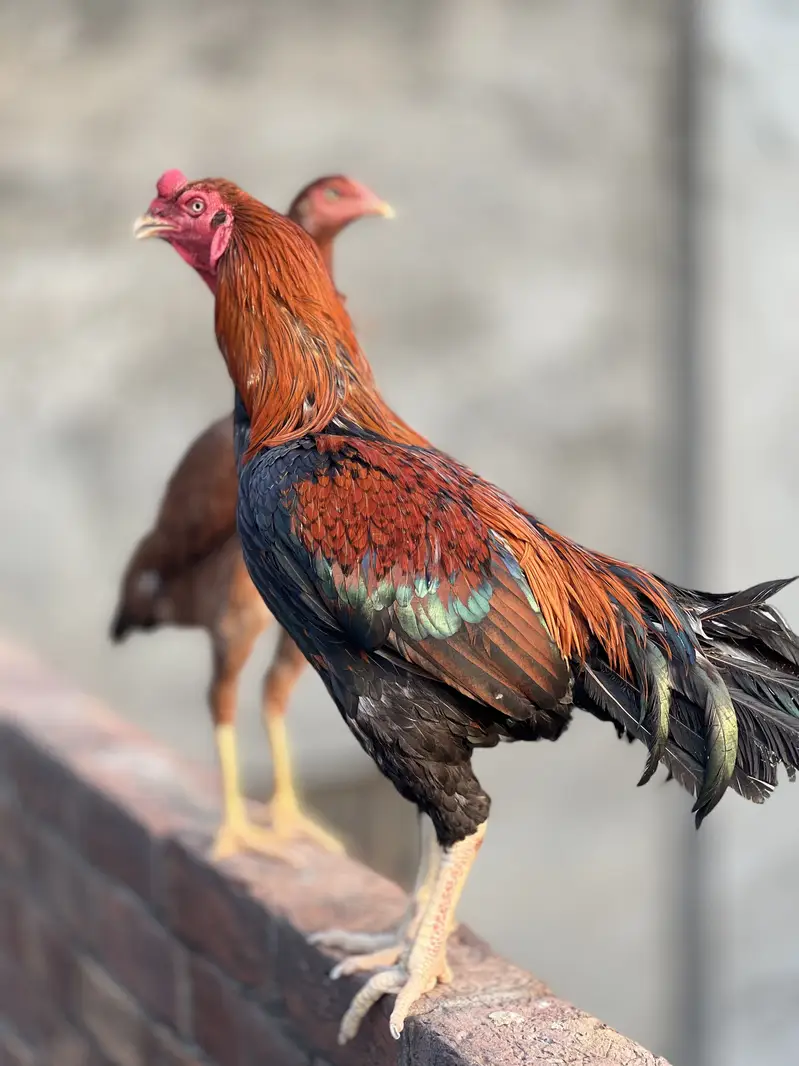 Aseel cock — photo 2