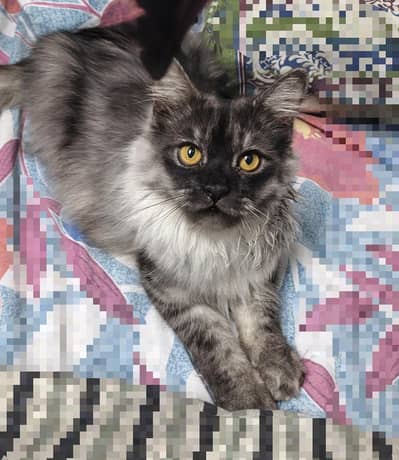 Persian Male Cat for breeding/mating