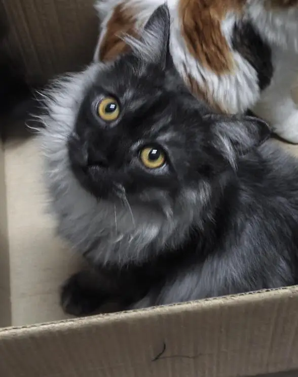 Persian Male Cat for breeding/mating — photo 2