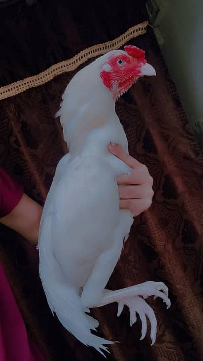 heera aseel murga