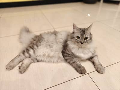 Stud male for mating (not for sale)