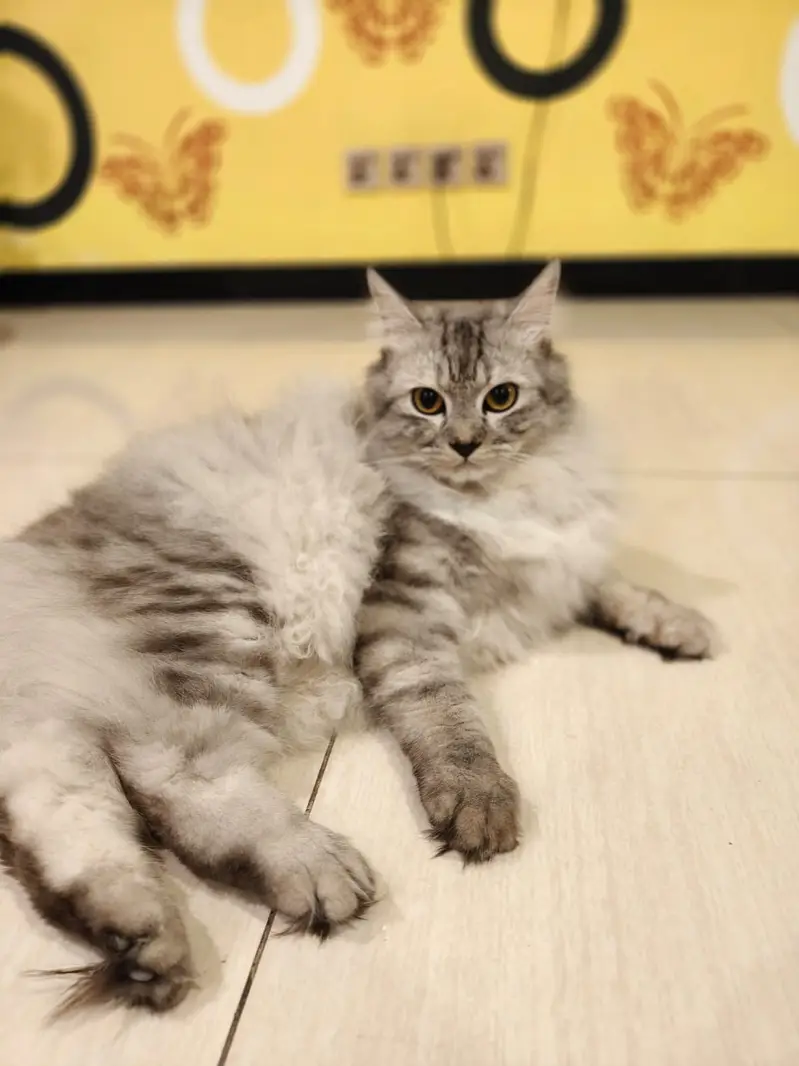 Stud male for mating (not for sale) — photo 2