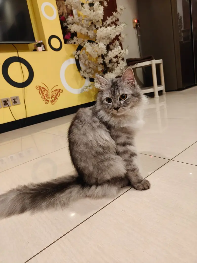 Stud male for mating (not for sale) — photo 4