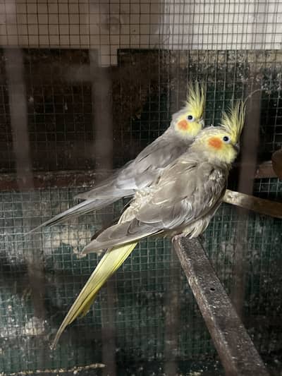 Beautiful common grey cocktail pair