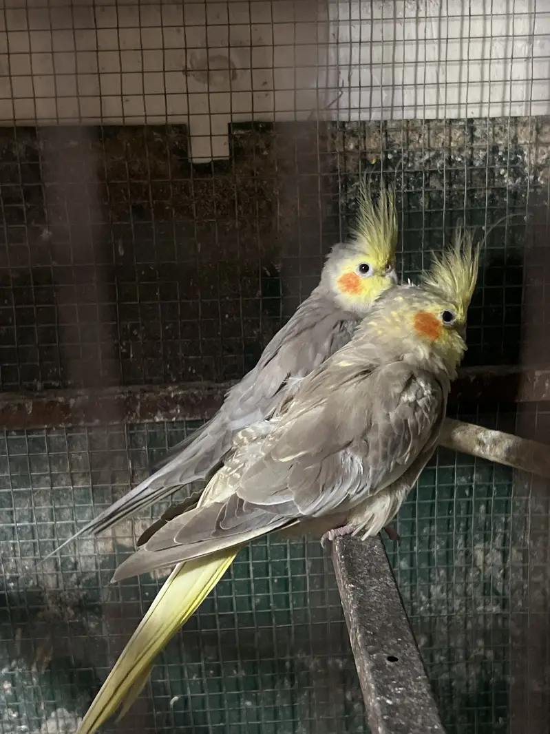 Beautiful common grey cocktail pair — photo 2