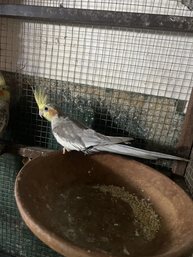 Beautiful common grey cocktail pair — photo 3