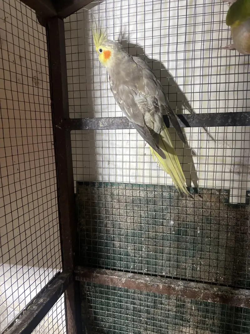 Beautiful common grey cocktail pair — photo 4