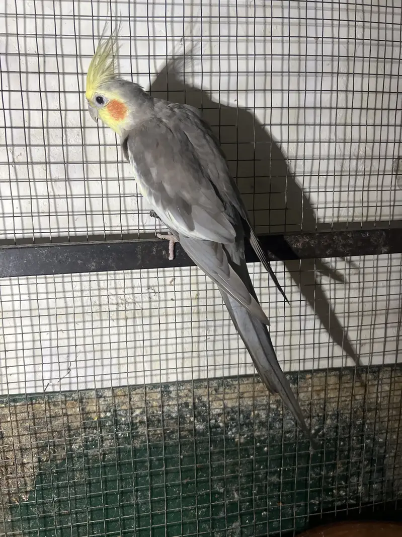 Beautiful common grey cocktail pair — photo 5