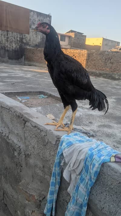 Aseel patha and females