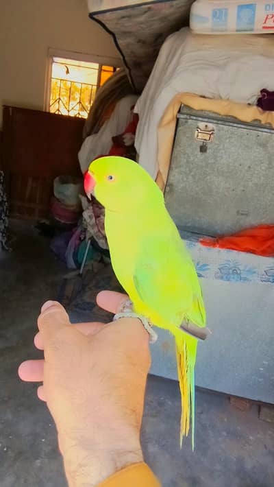 Handtame parrot for sale 03369510495
