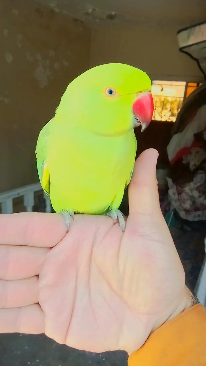 Handtame parrot for sale 03369510495 — photo 2