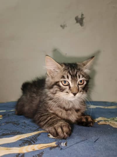 Siberian Long Coat Tabby (Persian Cross) Kittens