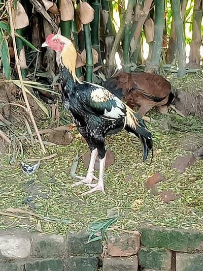Barmi pakoya and mix Male