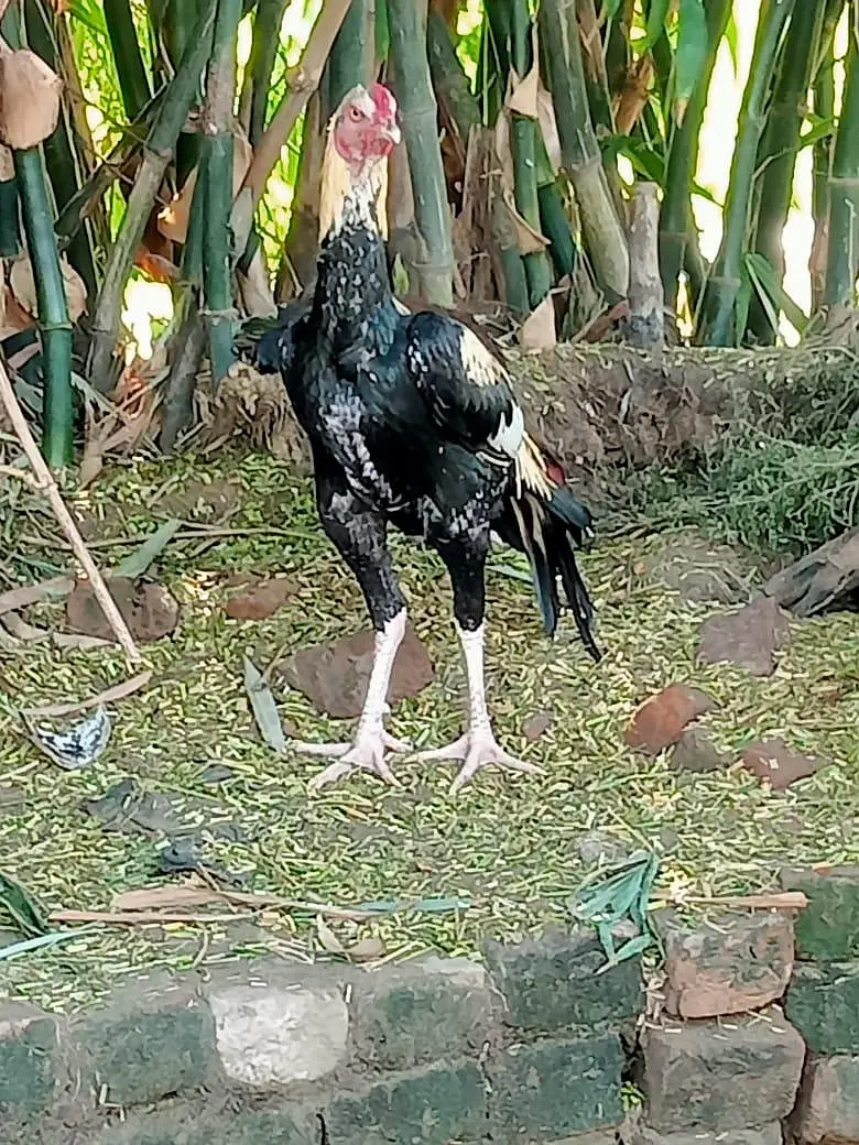 Barmi pakoya and mix Male — photo 3