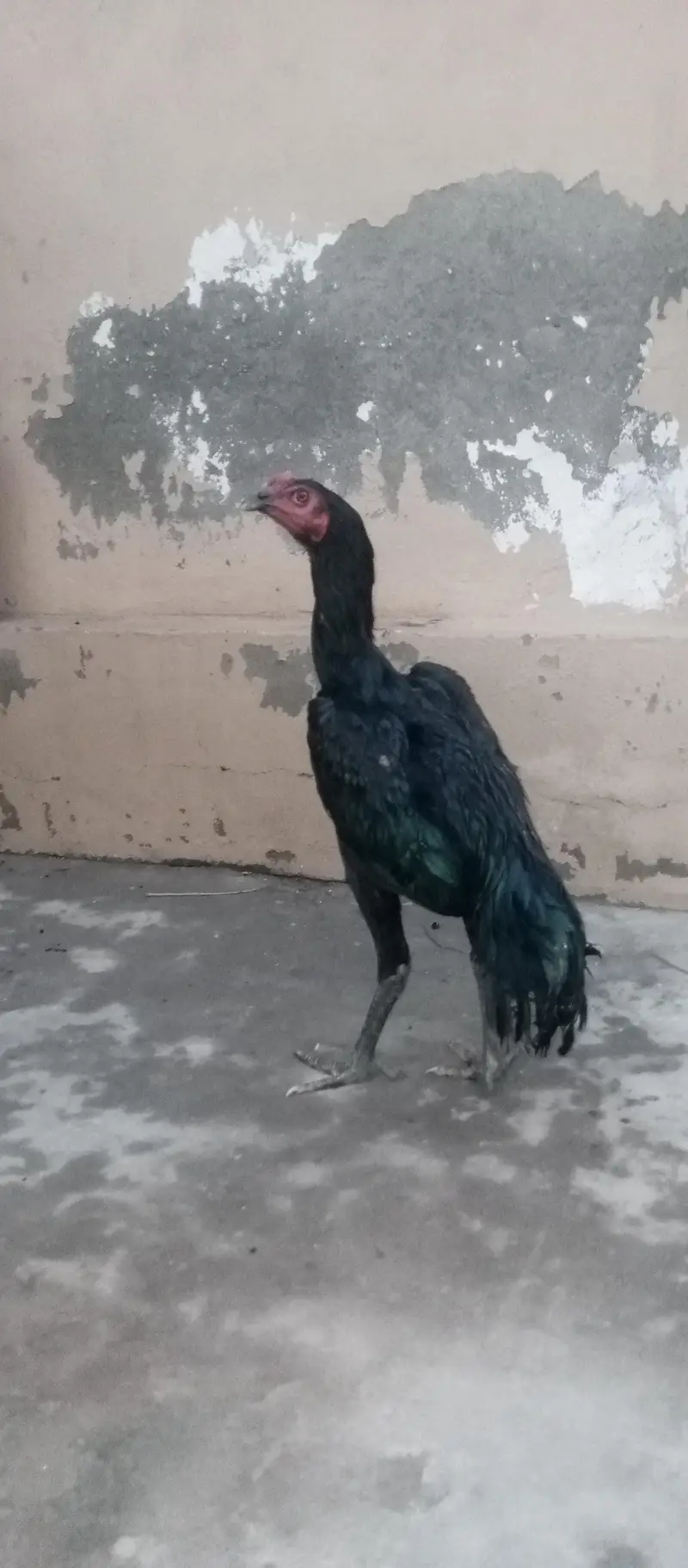 Barmi pakoya and mix Male — photo 4
