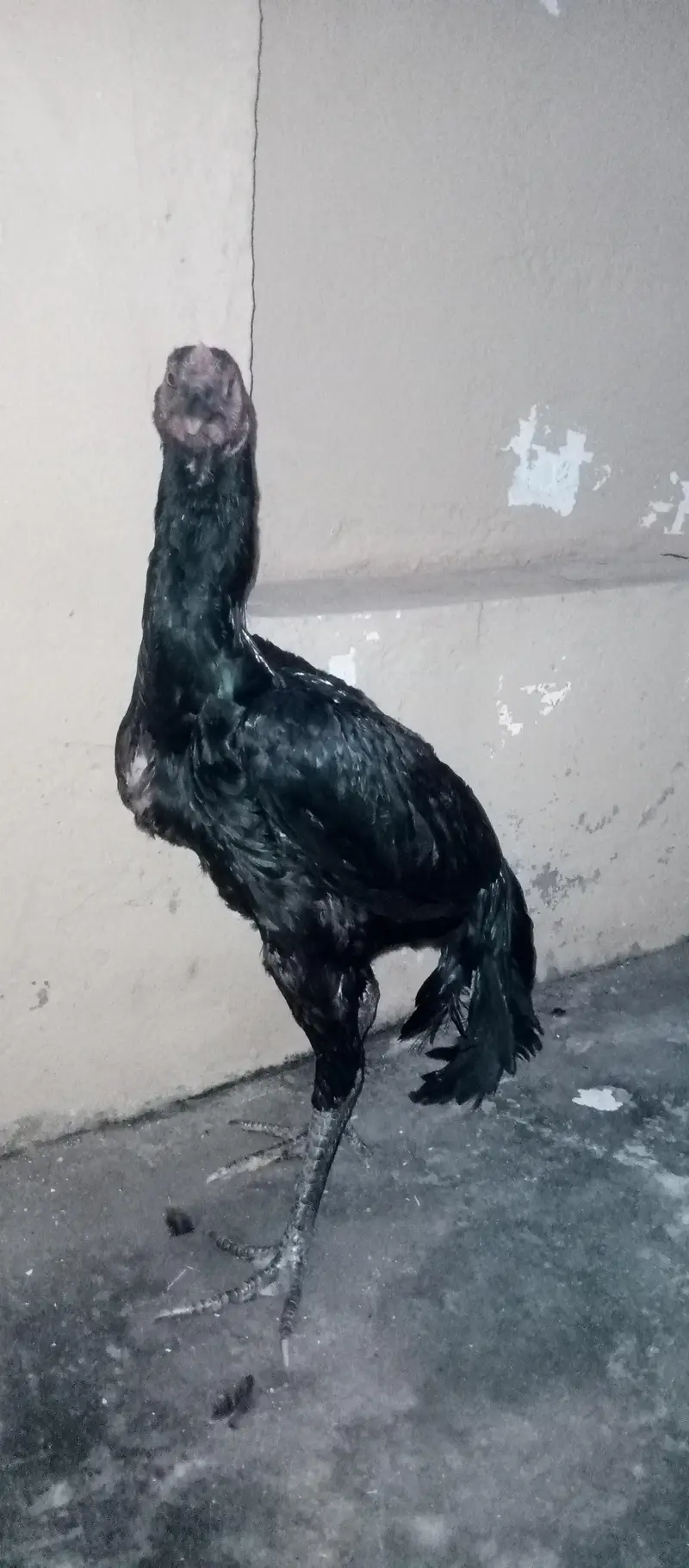 Barmi pakoya and mix Male — photo 6