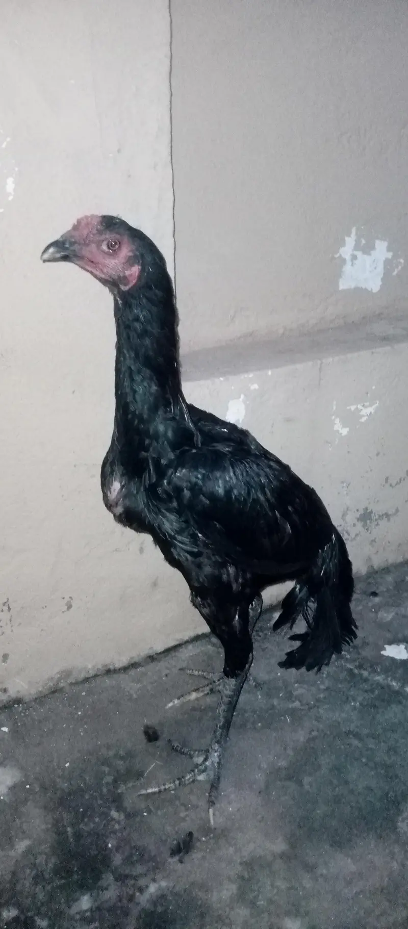 Barmi pakoya and mix Male — photo 8