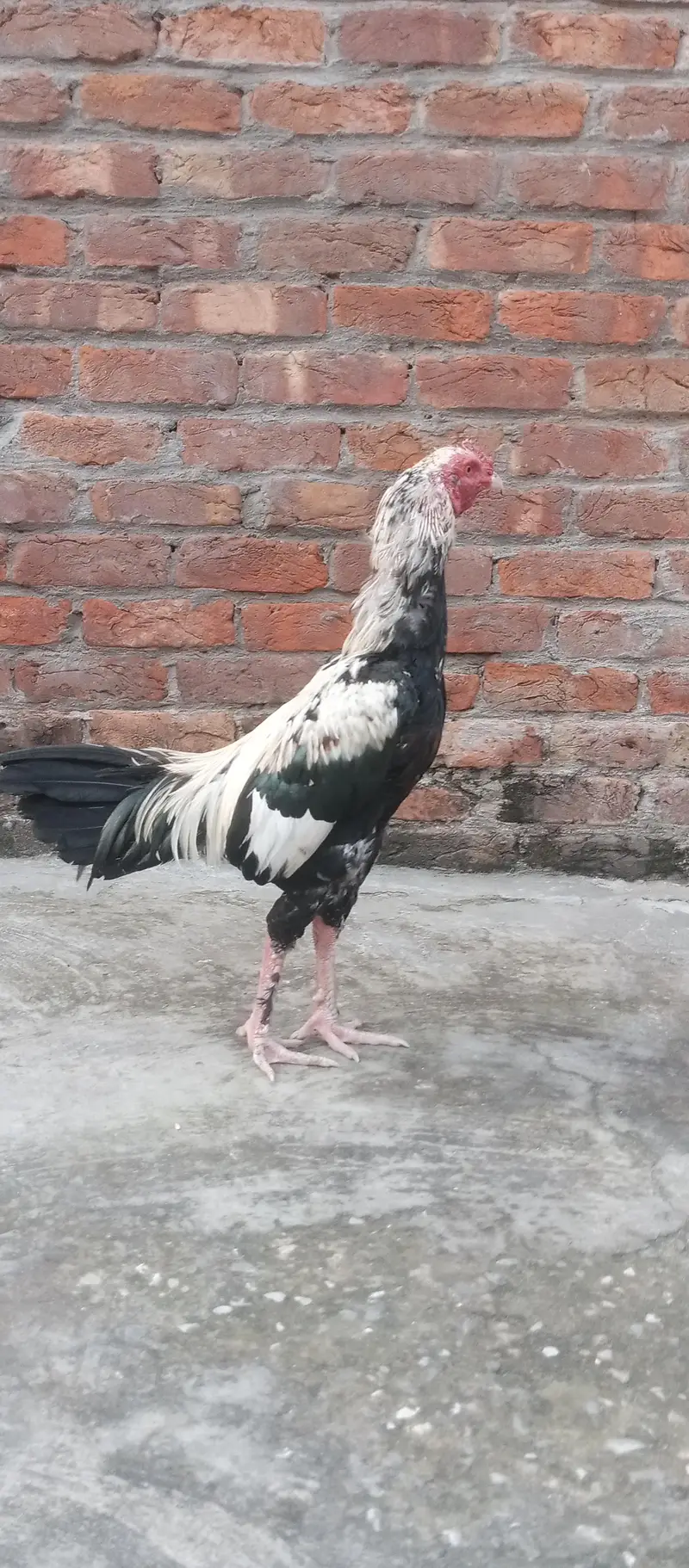 Barmi pakoya and mix Male — photo 9
