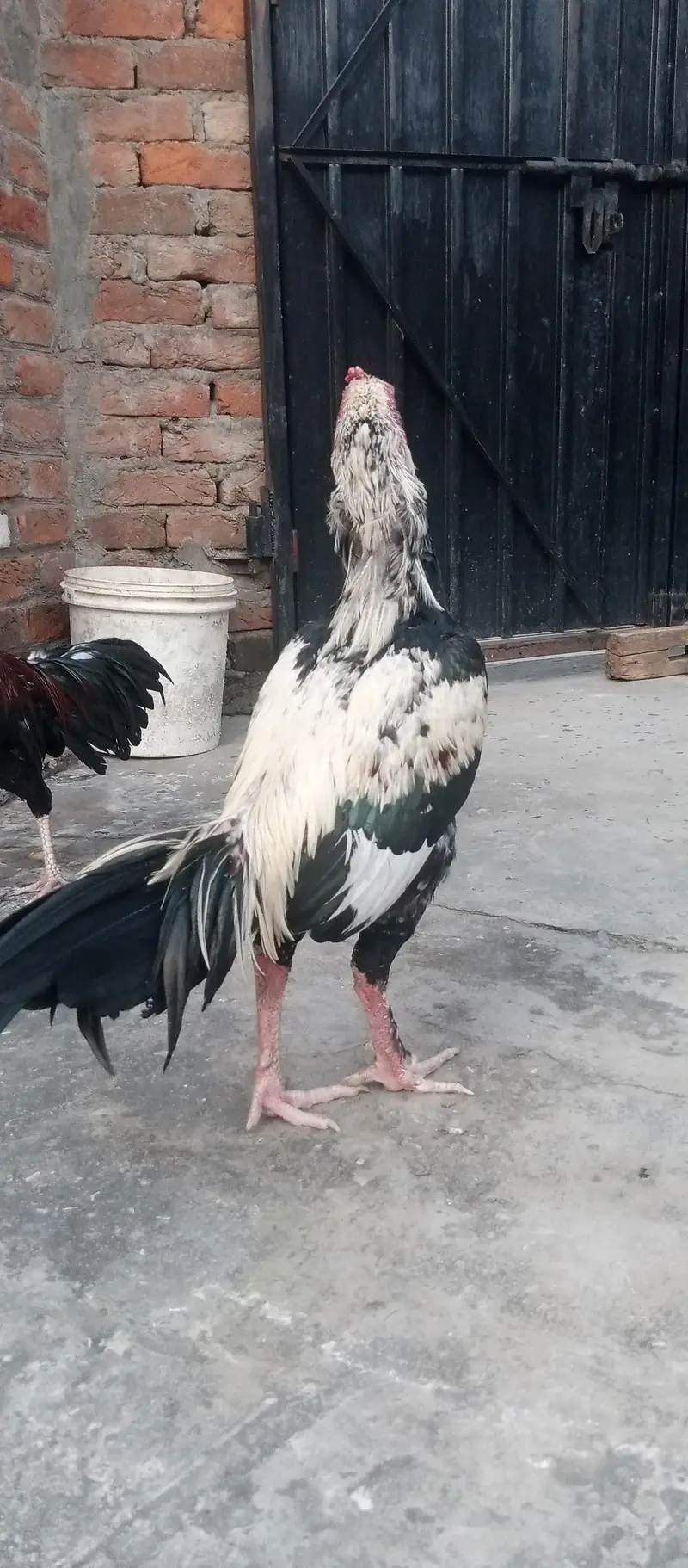 Barmi pakoya and mix Male — photo 10